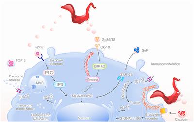 Mechanisms of Infectivity and Evasion Derived from Microvesicles Cargo Produced by Trypanosoma cruzi